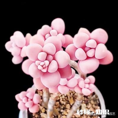 买的多肉颗粒要掺土吗掺养花的土可以吗