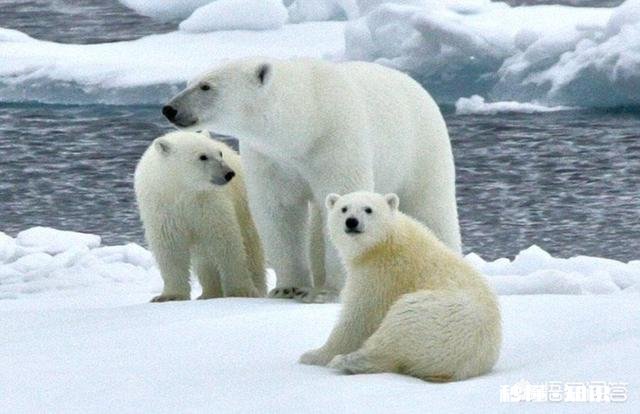 赤道雕弓能射虎。求下联