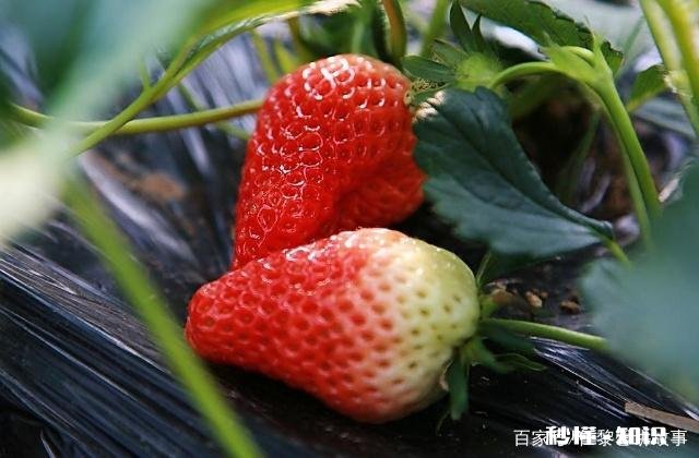温室大棚草莓栽培技术要点都有哪些