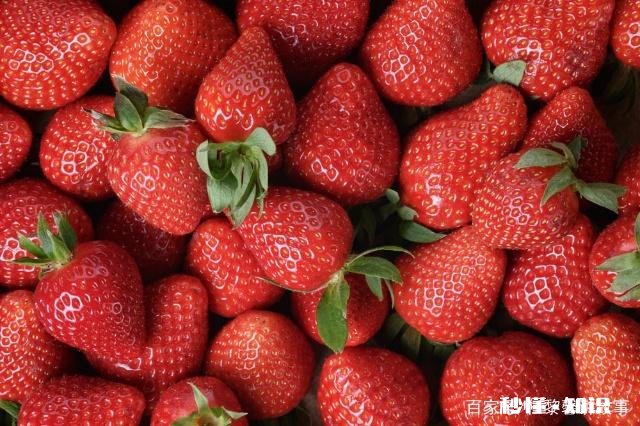 温室大棚草莓栽培技术要点都有哪些