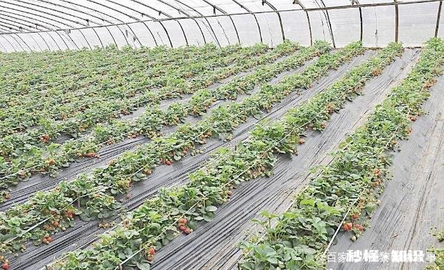 温室大棚草莓栽培技术要点都有哪些