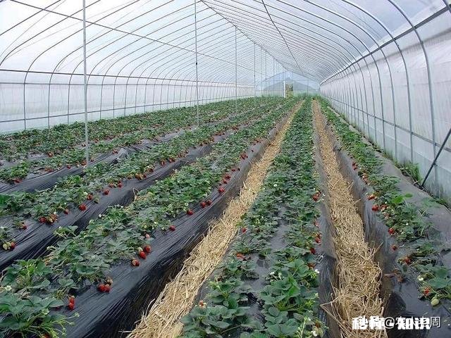 温室大棚草莓栽培技术要点都有哪些