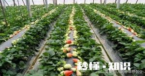 温室大棚草莓栽培技术要点都有哪些