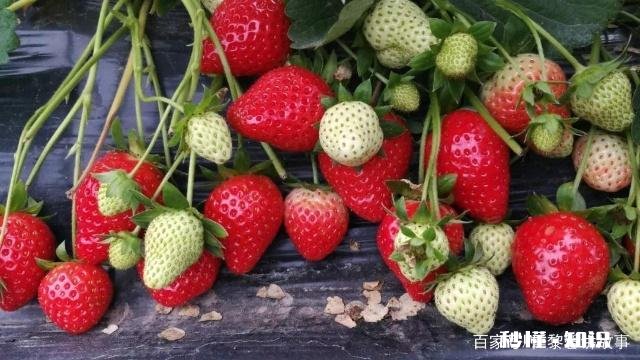 温室大棚草莓栽培技术要点都有哪些
