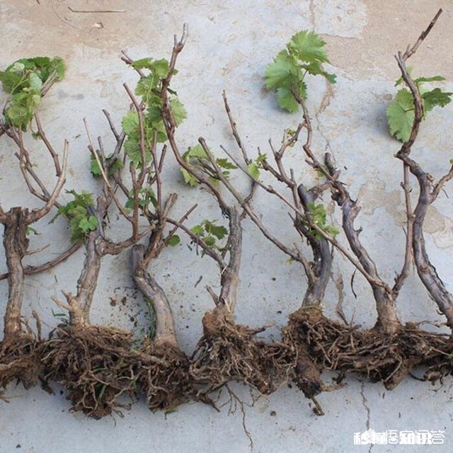 葡萄树现在已经长叶子了，还可以移栽吗