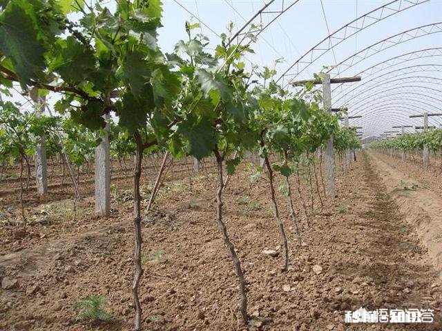 葡萄树现在已经长叶子了，还可以移栽吗