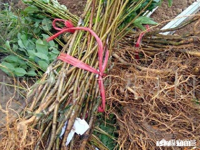 葡萄树现在已经长叶子了，还可以移栽吗