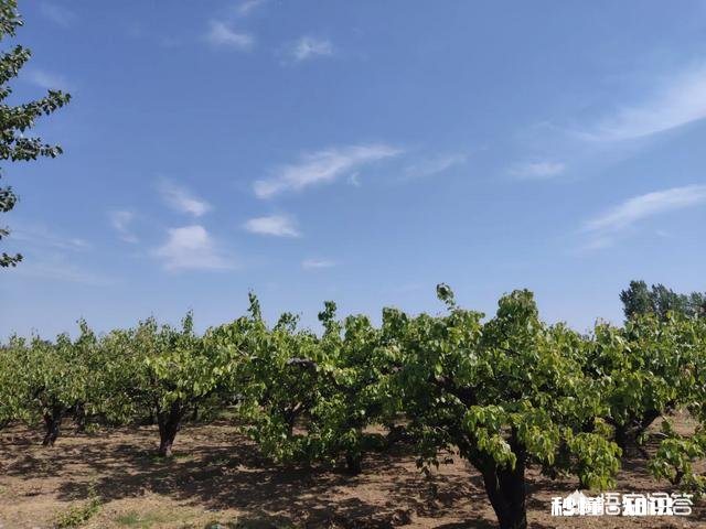 农药用多了会使果带有农药成分，人吃了对身体有伤害，那么果园怎么除草才绿色环保呢