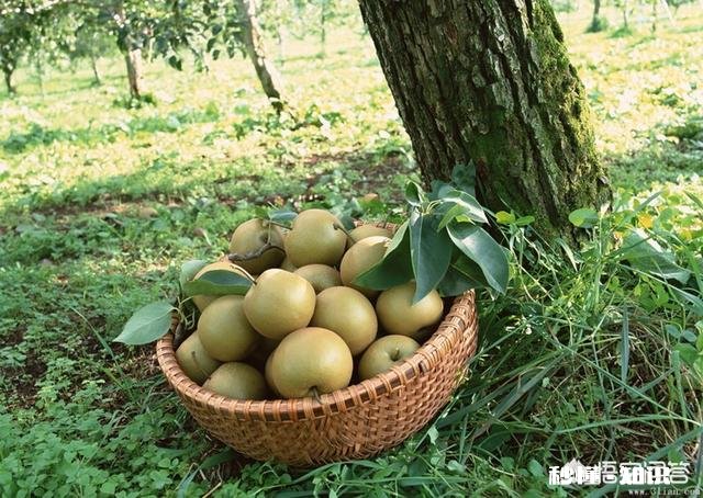 农药用多了会使果带有农药成分，人吃了对身体有伤害，那么果园怎么除草才绿色环保呢