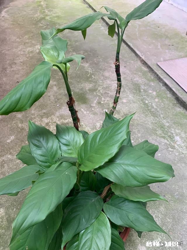 在备考期间被邻居小孩吵，怎么办