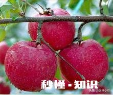 普通苹果上打蜡了吗吃的时候要注意什么