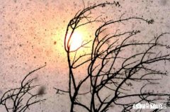 为什么有时晴天会下雪