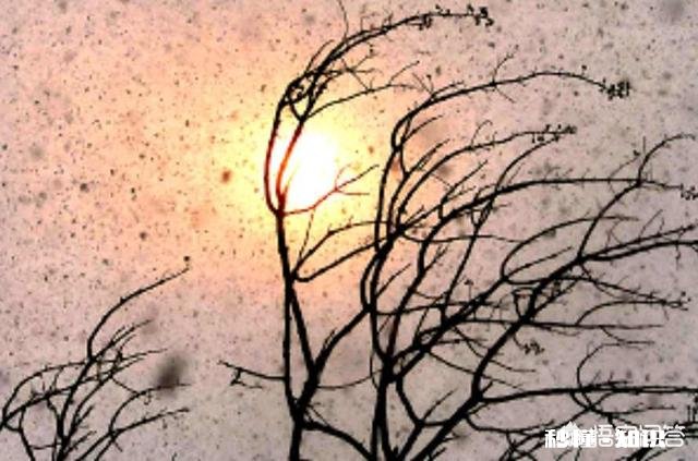 为什么有时晴天会下雪