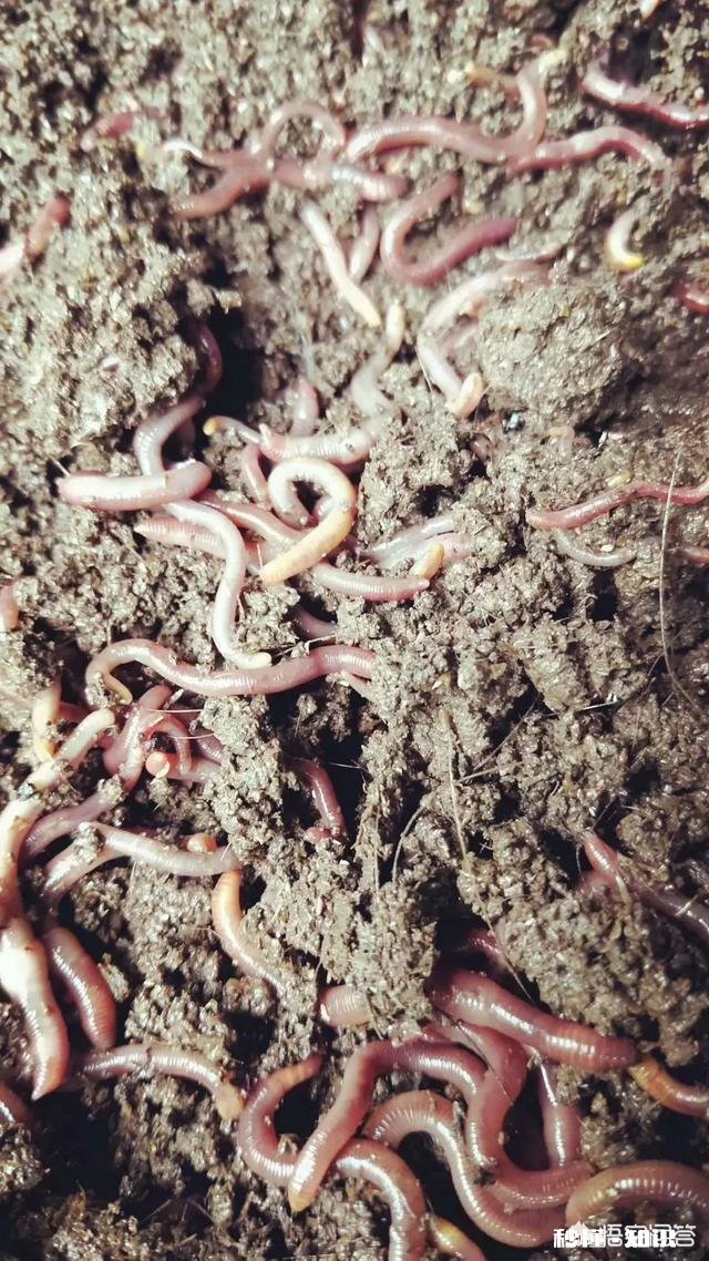 鸡粪能当煤烧吗