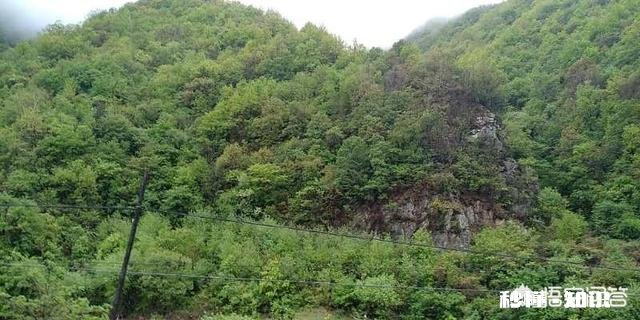 鸡粪能当煤烧吗