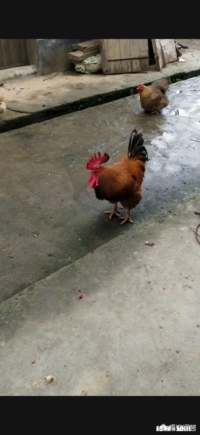 鸡粪能当煤烧吗