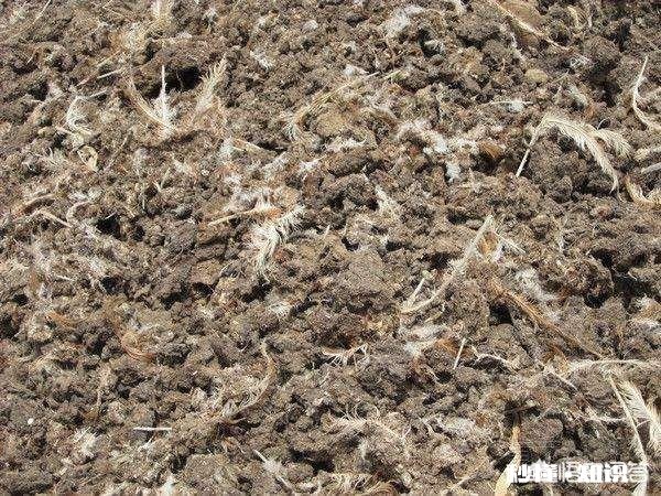 鸡粪能当煤烧吗