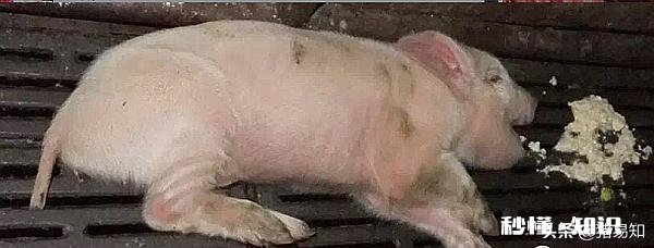 猪首先是高热，最后是驱吐，这可能是什么病