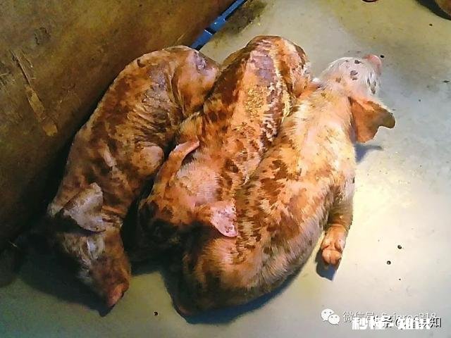 猪首先是高热，最后是驱吐，这可能是什么病