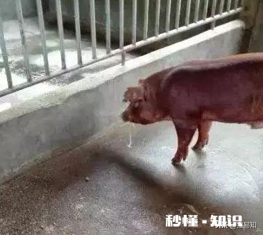 猪首先是高热，最后是驱吐，这可能是什么病