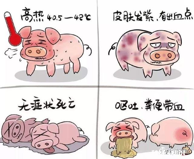 猪首先是高热，最后是驱吐，这可能是什么病