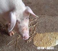 猪首先是高热，最后是驱吐，这可能是什么病