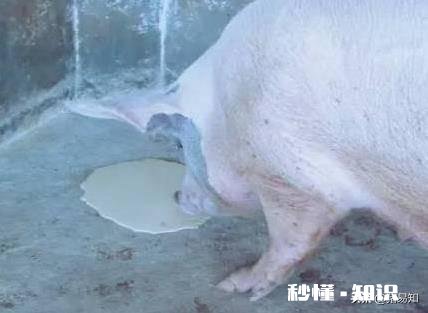 猪首先是高热，最后是驱吐，这可能是什么病