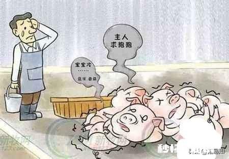 猪首先是高热，最后是驱吐，这可能是什么病