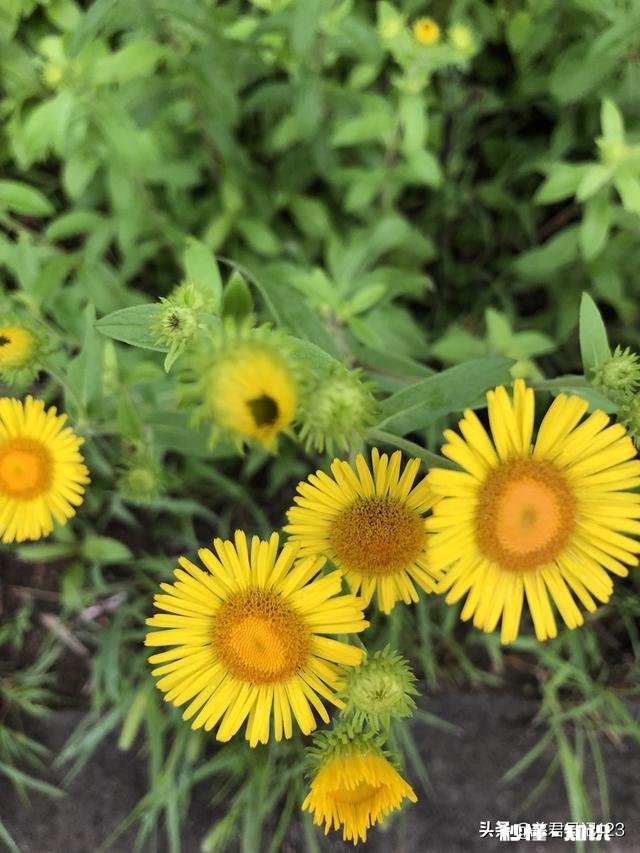 在一段感情中念念不忘的是否都是不如对方的那个