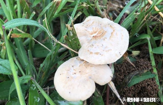 在一段感情中念念不忘的是否都是不如对方的那个