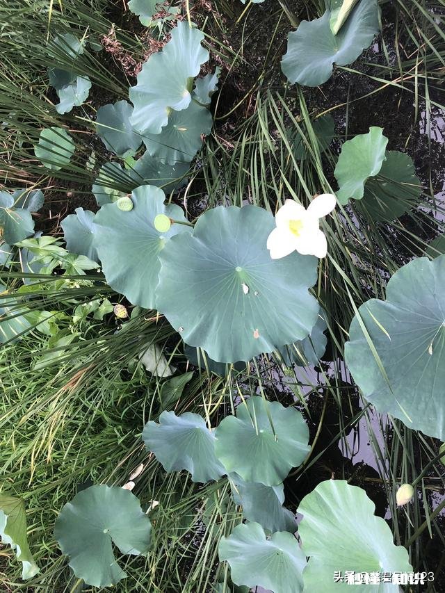 在一段感情中念念不忘的是否都是不如对方的那个