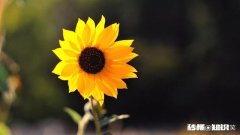 我总有许多话许多想法想告诉别人，只有一个人会正经的回答我，可她是个女的，我该不该总