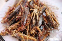 云南人喜欢吃虫子，具体有哪些虫子可以吃呢