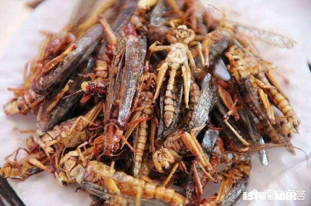 云南人喜欢吃虫子，具体有哪些虫子可以吃呢