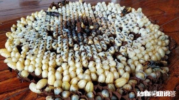 云南人喜欢吃虫子，具体有哪些虫子可以吃呢