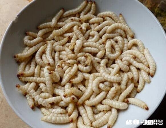 云南人喜欢吃虫子，具体有哪些虫子可以吃呢