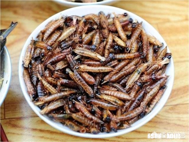云南人喜欢吃虫子，具体有哪些虫子可以吃呢