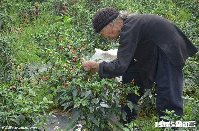 为什么好多农村老人春节前后死亡率特别高