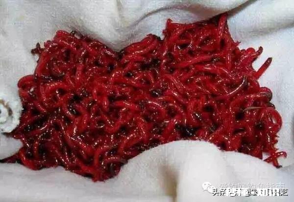 钓鱼的红虫是蚊子的幼虫吗那不会入侵人体吗