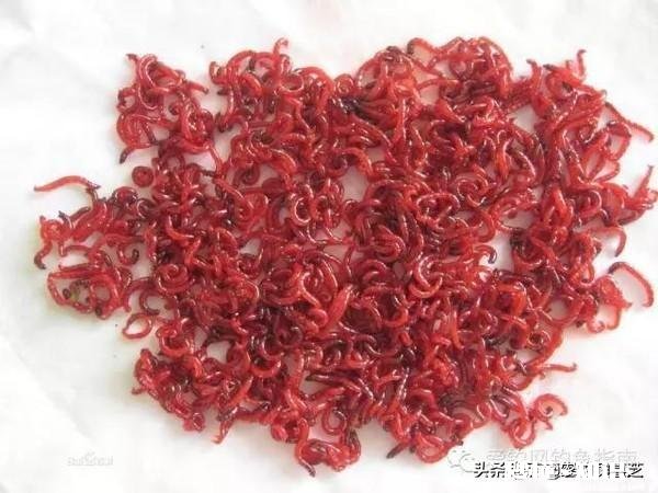 钓鱼的红虫是蚊子的幼虫吗那不会入侵人体吗