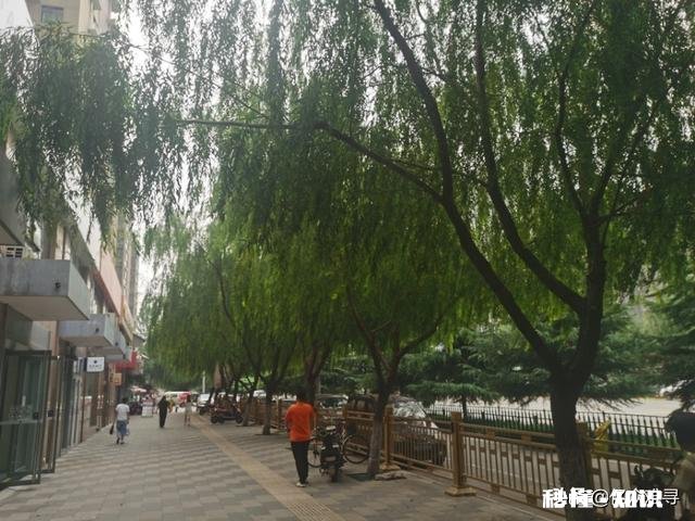 如果你的儿子准备做丁克一族，你同意吗