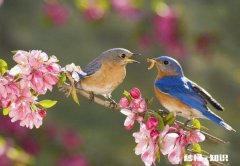 夫妻到底是不是同林鸟