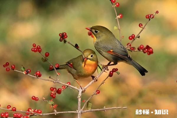 夫妻到底是不是同林鸟