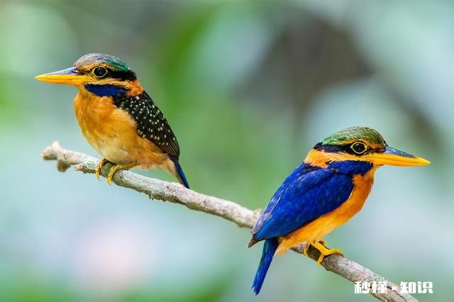 夫妻到底是不是同林鸟