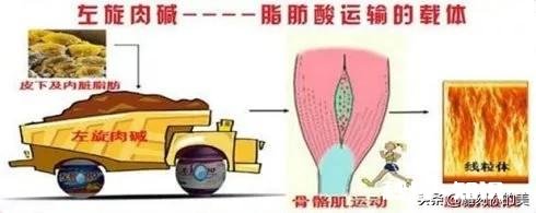 那些所谓的帮你加速燃脂提高代谢的运动补给真的有用么