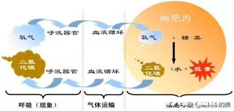 那些所谓的帮你加速燃脂提高代谢的运动补给真的有用么
