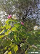 检查输卵管什么时候最合适