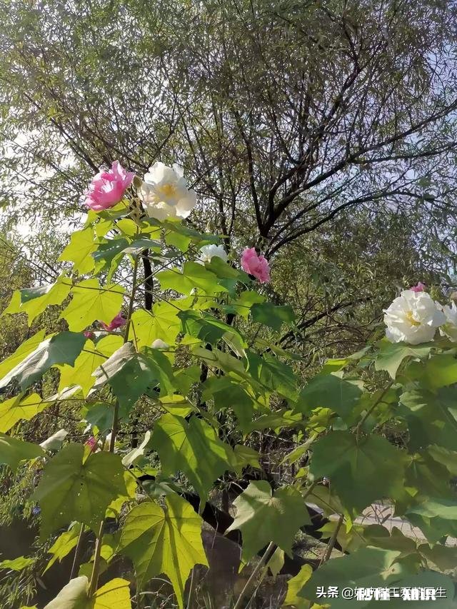 检查输卵管什么时候最合适