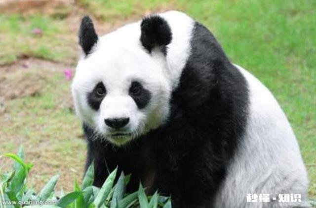 四川熊猫吃不吃辣椒