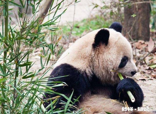 四川熊猫吃不吃辣椒